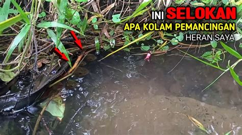 Rejeki Mancing Disini Umpan Harus Banyak Youtube