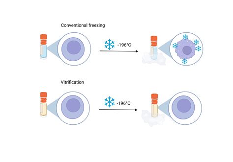 Cryopreservation The Science Of Slowing Life