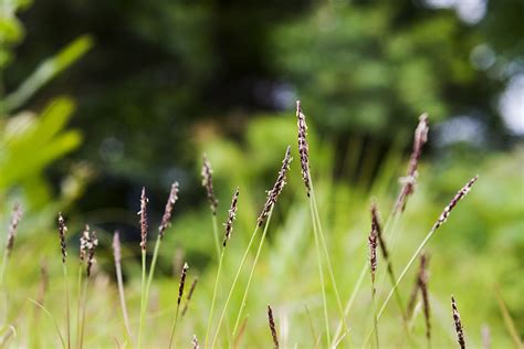 Grama Esmeralda Como Plantar Sementes Ou Placas E Dicas De Cuidado