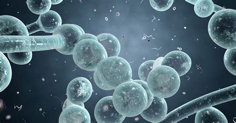 What Is Candida Albicans? » The Candida Diet