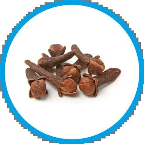 YOGI® Kanthika® PLUS – 70 dragee Planet Ayurveda® – 100% natural ...
