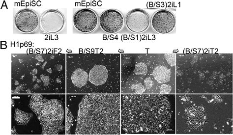 Derivation of naïve human embryonic stem cells PNAS