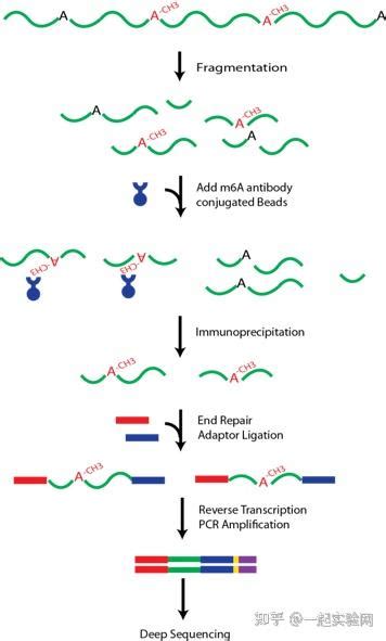 解析m6a Rna甲基化修饰实验思路 知乎