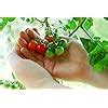 Amazon Tiny Tim Tomato Seeds Patio Tomato Dwarf Heirloom