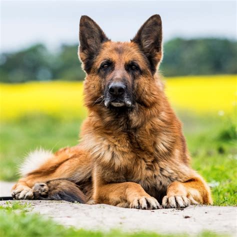Why Do Dogs Tilt Their Heads? 5 Scientific Reasons - Parade Pets