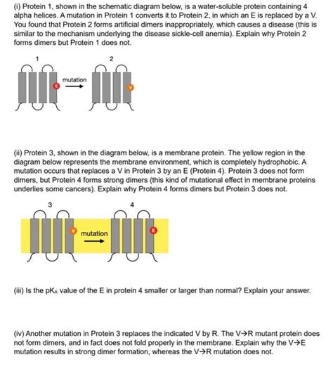 Solved (i) Protein 1 , shown in the schematic diagram below, | Chegg.com 
