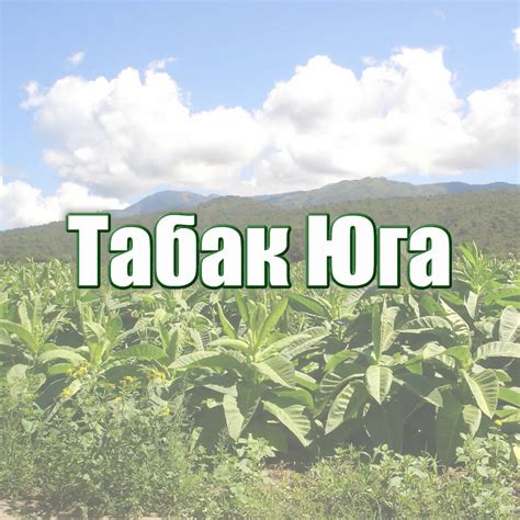 Яфа Табак « Торговая марка на Tabax RU