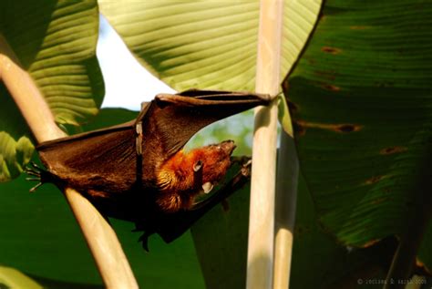 Indian Flying Fox Face