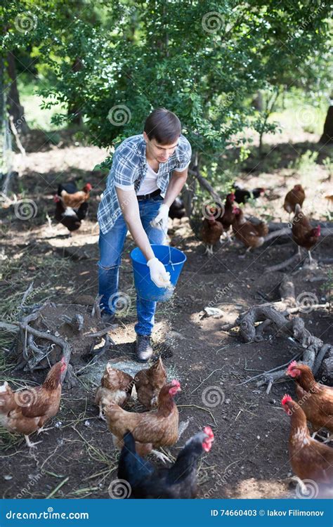 Man Farmer Giving Feeding Stuff To Chickens Stock Image Image Of