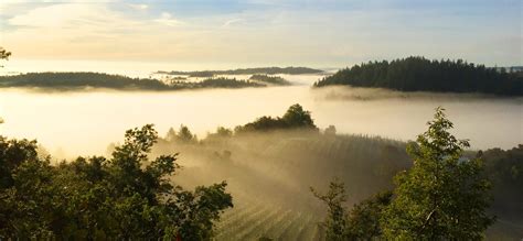 Porter Creek Vineyards Russian River Valley Original Wines Of Great
