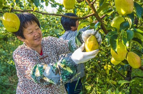 河北枣强：“密植梨”香飘脱贫路图片新闻中国政府网