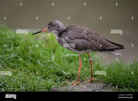 Common Redshank Tringa Totanus Stock Photo Alamy