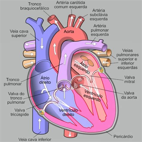 Mapamentalsistcardiovascular3 Ciencias Morfofuncionais Dos Sistemas