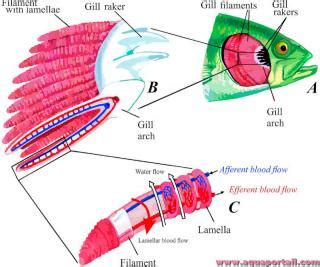 Filament Branchial D Finition Et Explications