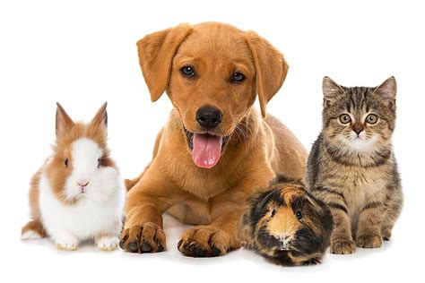 Best Animals To Keep At Home Which Are Low Maintenance|CBVAR