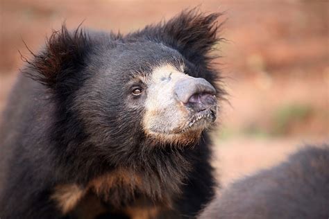 Indian Sloth Bears | International Animal Rescue