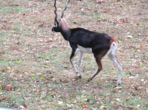 BlackBuck Antelope by Sabreleopard on DeviantArt