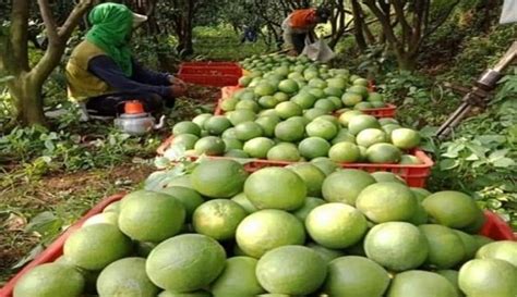 Kampung Hortikultura