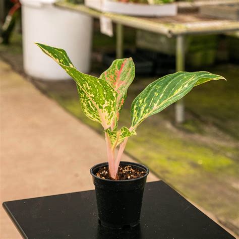 Aglaonema 'Sparkling Sarah' - Gabriella Plants