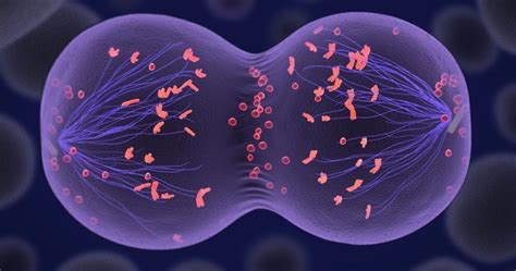 Sa Ls Social Sciences Blog Divisi N Celular Mitosis Y Meiosis