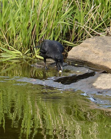 Raven Milheugh Falls Rotten Calder Blantyre James Brown Flickr