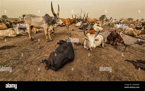 Dinka Cattle Camp Bor Central Region South Sudan Africa Stock Photo