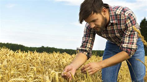 Marche Bando Per Insediamento Giovani Agricoltori