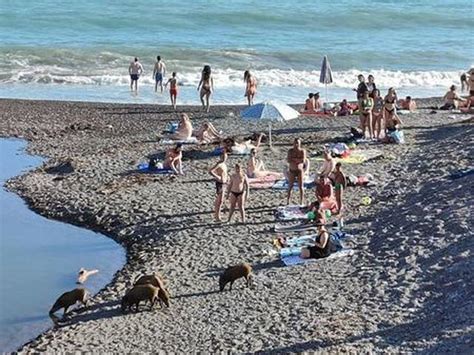 Genova I Cinghiali Tornano Sulla Spiaggia Di Sturla Liguria Oggi