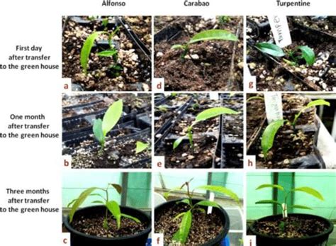 Hardening Of Tissue Culture Raised Mango Plantlets In Green House Download Scientific Diagram