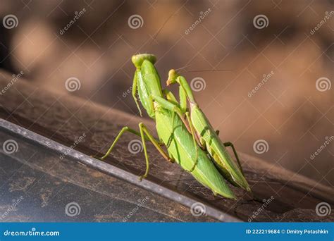 Mating Of A Pair Of Praying Mantises Close Up Of Pair Of European Mantis Or Praying Mantis