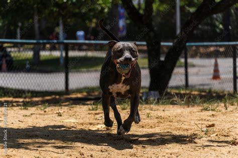 Blue nose Pit bull dog playing and having fun in the park. Selective focus. Sunny day. Stock ...