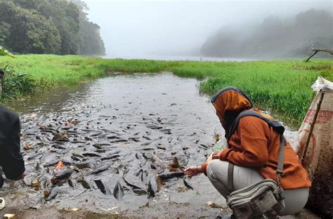 Ini Dia Wisata Menarik Di Brebes Banyak Ikan Jinak Yang Penuh Dengan