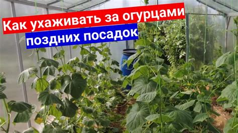 Поздние огурцы поперли в рост. Чем подкормить огурцы, чтобы продлить ...