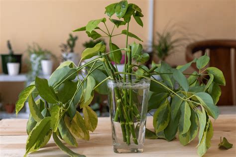 Umbrella Plant Propagation A Guide To Growing Your Own Indoor Greenery