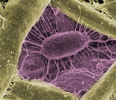 Scientists Make Art From Objects Invisible To The Naked Eye