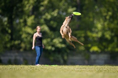 5 Best Frisbee Dog Breeds - Doodles Daily | Dog breeds, Beautiful dog ...