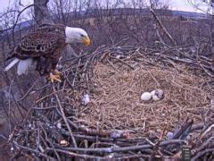 Bald Eagle Eggs Seen Hatching on State Forest Webcam - ABC News