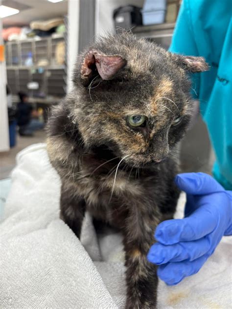 We explain the humane society of mohave county animal medical center 16