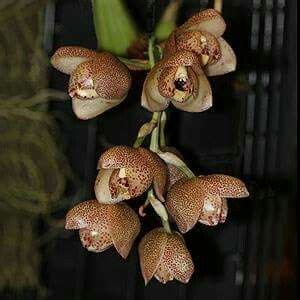 Pin By Saundra Whitman Alston On ORCHIDS Orchids Growing Orchids