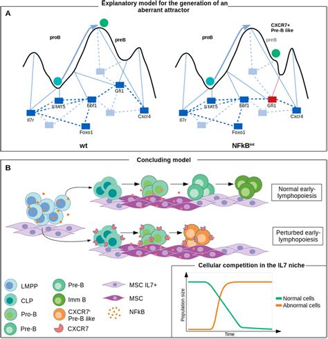 Nf B Activation Induces A Perturbation In The Early B Cell