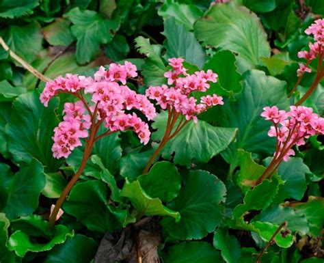 Бадан: посадка и уход в открытом грунте, выращивание из семян, сорта