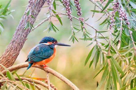 La Faune Et La Flore Découvrir La Biodiversité De Lîle De Martinique