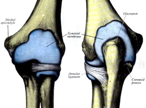 MSK Anatomy Elbow And Forearm Flashcards Quizlet