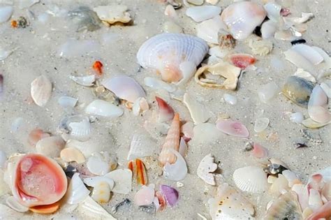 Lido Key Shelling I Did See Some Shells At The Lido Key Beach