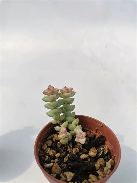 Crassula Rupestris F Minor Variegata Siracactus Succulente Vendita Online