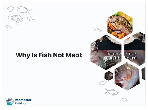 Why Is Fish Not Meat | rodmasterfishing.com