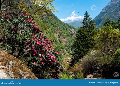 Rhododendron In Nepal Mountains Stock Photo Image Of High Nature