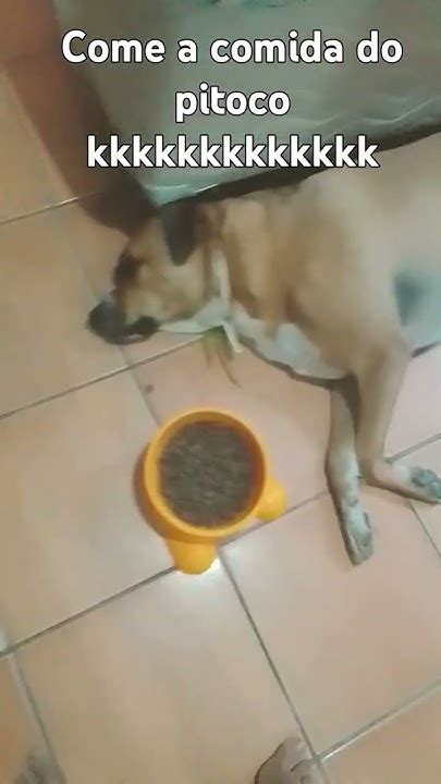 Come A Comida Do Pitoco - Come a comida do pitoco - YouTube