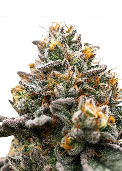 Wedding Cake Feminized Strain Info Wedding Cake Feminized Weed By