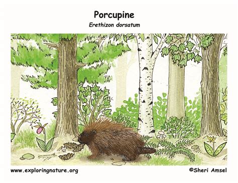 Porcupine Habitat Map